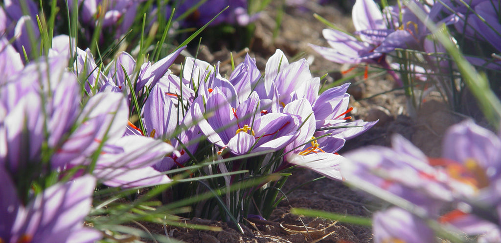Saffron: History, Traditional Uses & Pharmalogical Findings