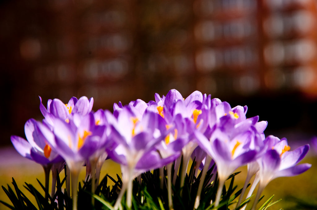 Benefits of Saffron Extract: Helping Everything From Your Mood To Your Waistline!