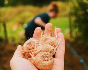 Saffron Bulbs